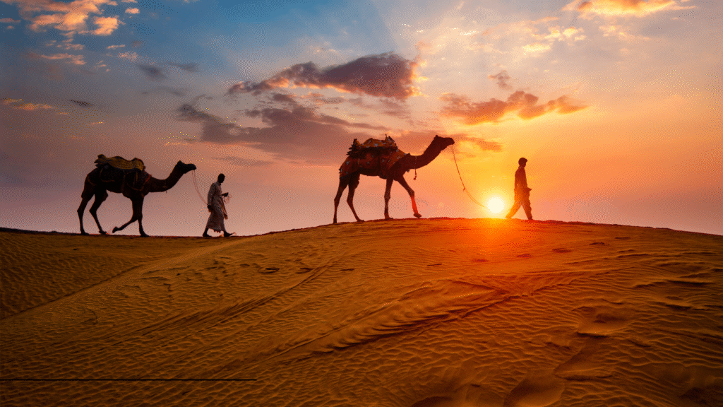 Traditional camel safari caravan crossing golden sand dunes in Jaisalmer Thar desert