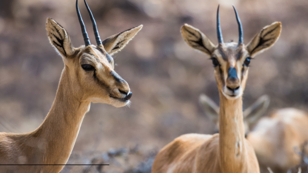 Chinkara Indian gazelle in natural habitat of Thar desert wildlife sanctuary Rajasthan