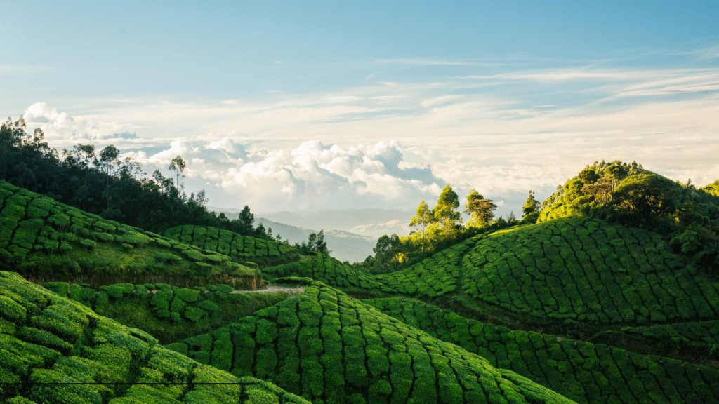 Lush green tea plantations on terraced hills in Munnar, Is Kerala Expensive?