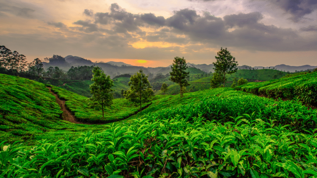 Family exploring the tea gardens of Munnar, enjoying the cool climate and scenic beauty