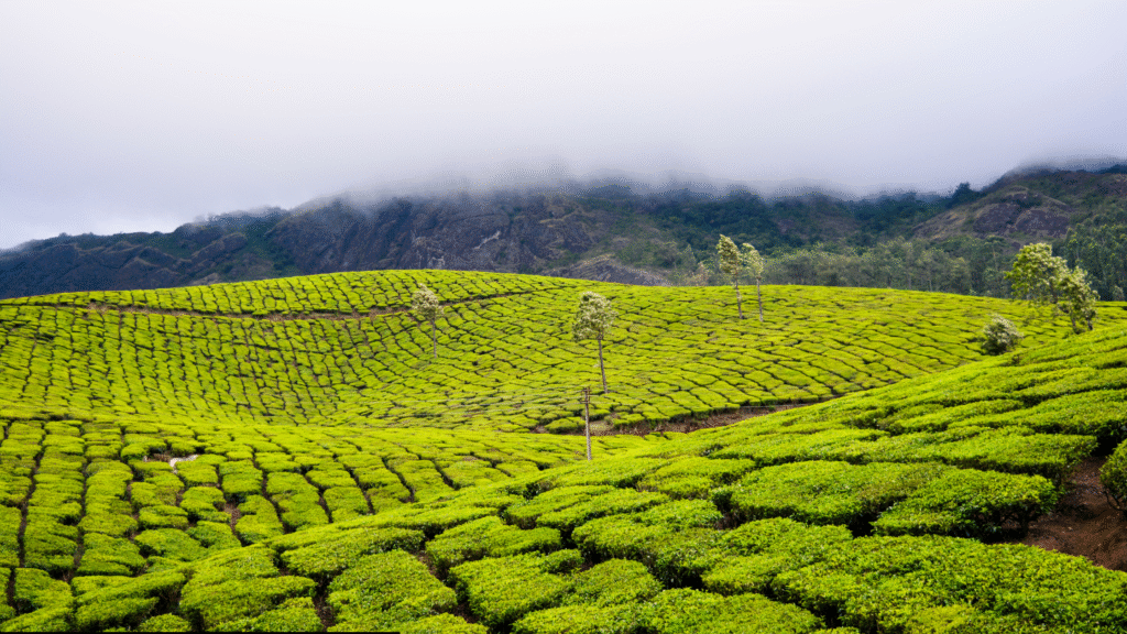 Sunrise over lush tea gardens in Munnar Kerala with rolling green hills and morning mist.