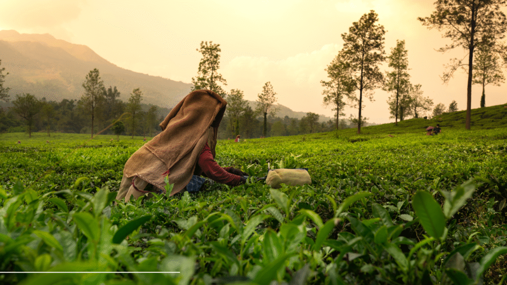 Kolukkumalai Tea Estate, the world's highest tea plantation near Munnar Kerala, with workers plucking tea leaves on steep mountain slopes.