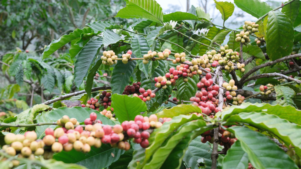 Coffee beans on a plant in a Madikeri coffee plantation.