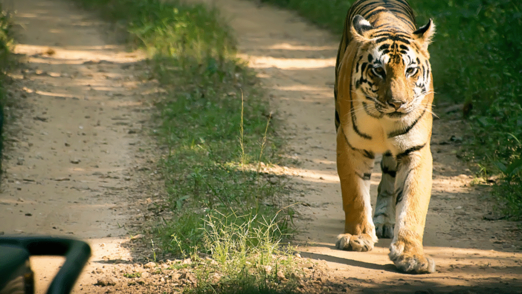  Kanha National Park, a must-visit destination in safari season guides for national parks.