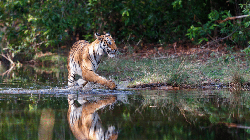 Tiger in Bandhavgarh National Park, a top destination for jeep safari and tiger sightings.