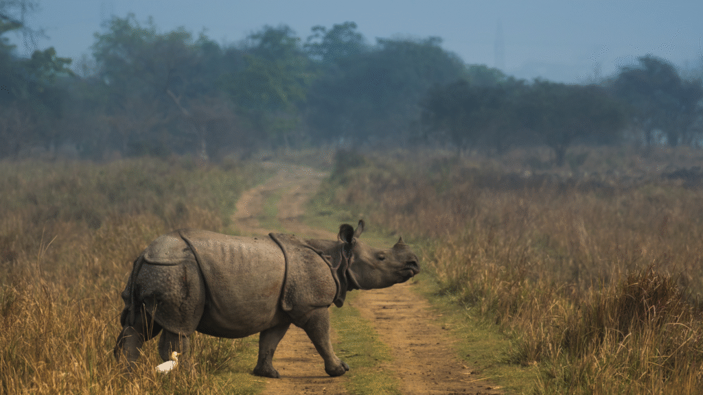 One-horned rhinoceros in Kaziranga National Park, a UNESCO World Heritage Site featured in safari season guides for national parks.