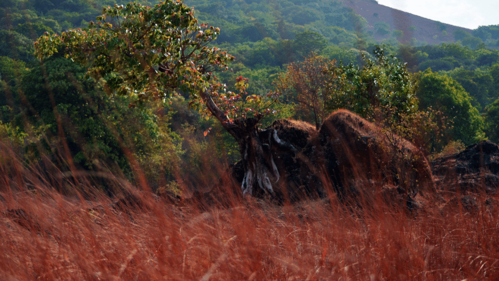 Indian Bison grazing in the lush greenery of Radhanagari Wildlife Sanctuary, a top eco-tourism destination in Kolhapur Maharashtra